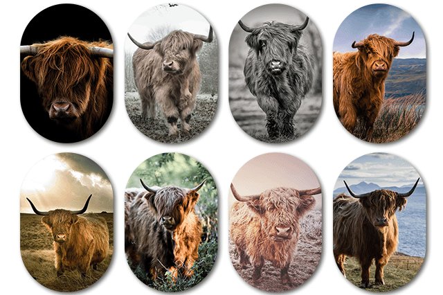 Muurovaal Schotse hooglander